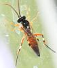 Diplazon laetatorius